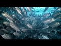 "Undersea Realm in 4K" underwater nature video stock footage demo reel UltraHD UHD