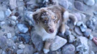 Ilko & Paul - Australian Shepherd