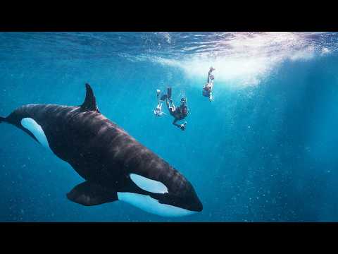 FAMILY WITH KIDS SWIM WITH KILLER WHALES IN MEXICO