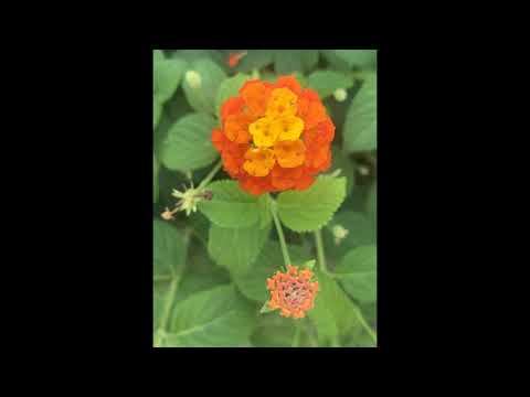 image : le jardin de Balata (rose) Martinique