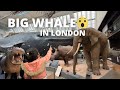 The Blue Whale London Natural History Museum