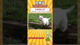 【犬種シリーズ #35】犬種標準に「皮膚」の一行がある犬｜ウエスト・ハイランド・ホワイト・テリア