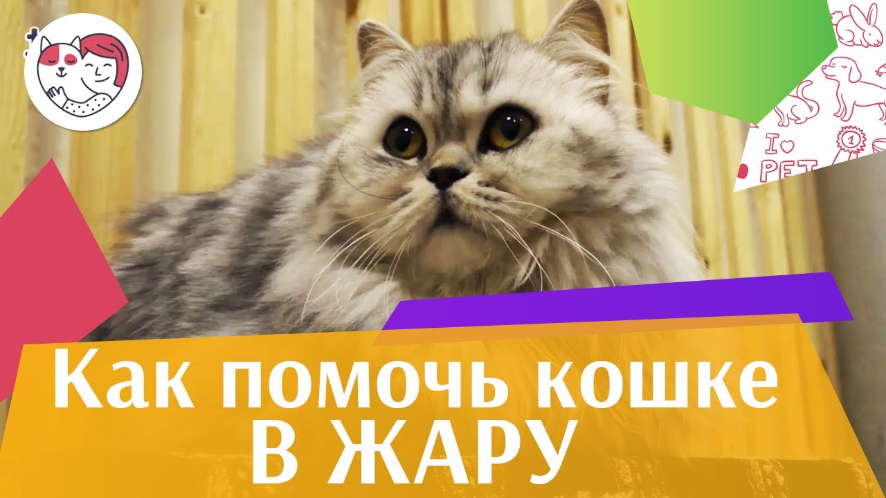 Как помочь кошке в жаркую погоду: видеоинструкция на ilikepet
