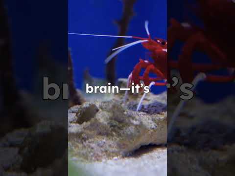 🦐Shrimp's Heart Is In?🦐