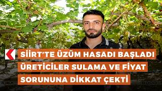 Siirt’te üzüm hasadı başladı: Üreticiler sulama ve fiyat sorununa dikk