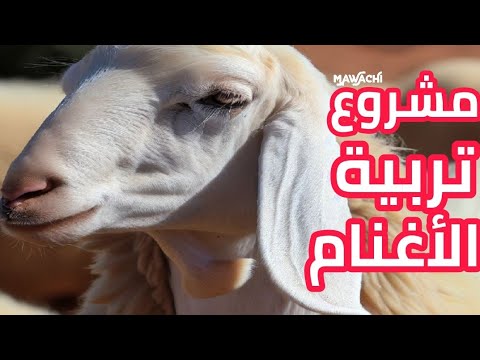 كيف أبدأ مشروع تربية الأغنام ...؟