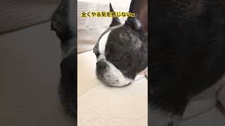 流行りに乗ってみたw 　#pokemon #shorts #animals