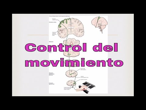 Control del movimiento. Neurociencias