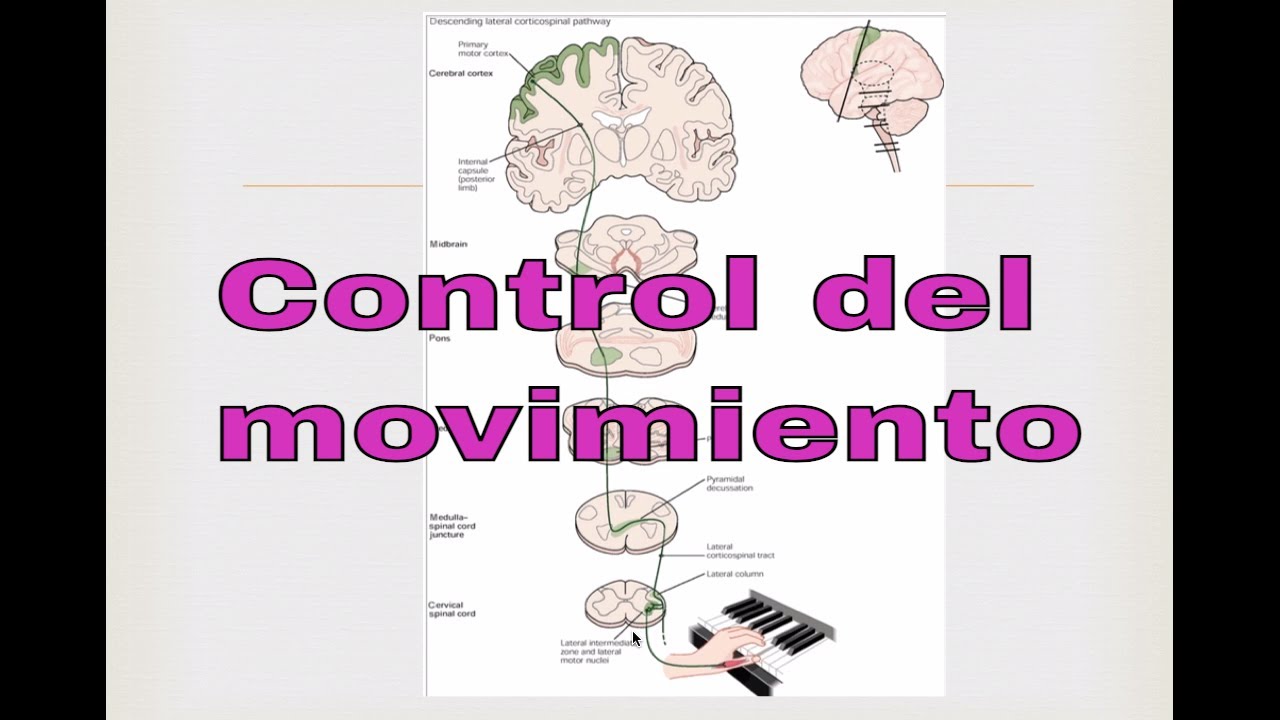 Control del movimiento. Neurociencias