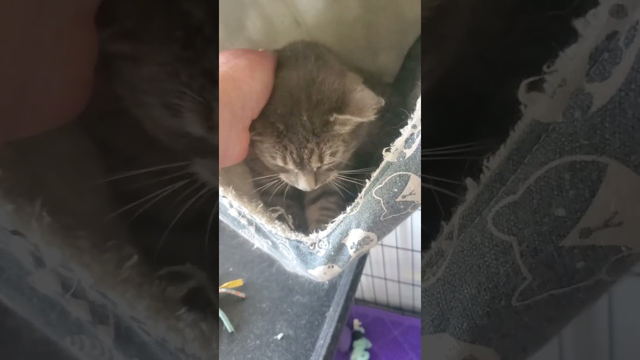 Enlarge Cloudy, a ADOPTABLE Domestic Short Hair in North Chesterfield, VA video 3/4