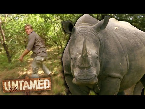 Getting Charged by an Angry 3000 pound Rhino! 🦏 😱| Bondi Vet Clips | Untamed