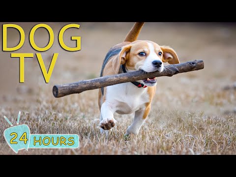 DOG TV: Videos Anti-Anxiety to Dogs Keep Dogs Relax When Home Alone All Day - Best Music for Dogs