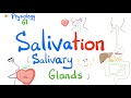 Salivation Salivary Glands Parotid Submandibular Sublingual GI Physiology