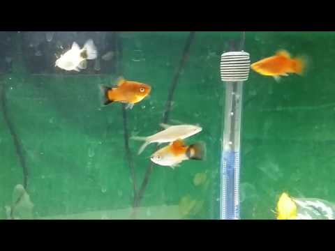 55 gallon Freshwater Fish Tank