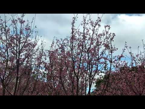 Flowers Blossoms in Hongkong