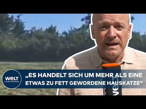 GROẞKATZE IN SACHSEN-ANHALT: Mutmaßliche Puma-Sichtung sorgt bei Campern für Alarmstimmung!