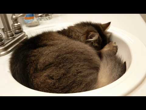Cat Sleeping in Bathroom Sink