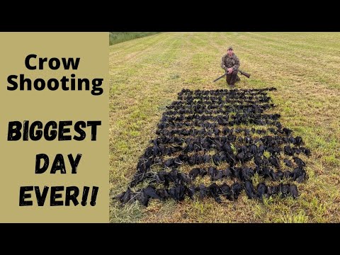 Biggest Day Ever!! 250+ Crows over Decoys