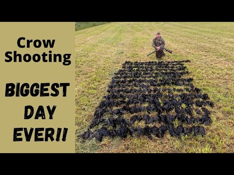 Biggest Day Ever!! 250+ Crows over Decoys
