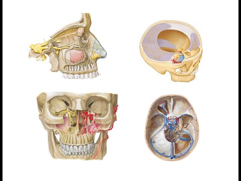 Nervus Maxillaris ve Dalları [Anatomi Teorik]