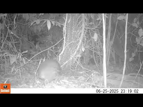 Paca (Cuniculus paca) - monitoramento de fauna no Cerrado de Água Clara, MS