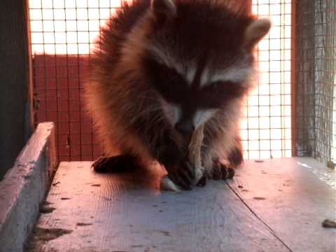 Baby Raccoon eating mouse