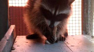 Baby Raccoon eating mouse