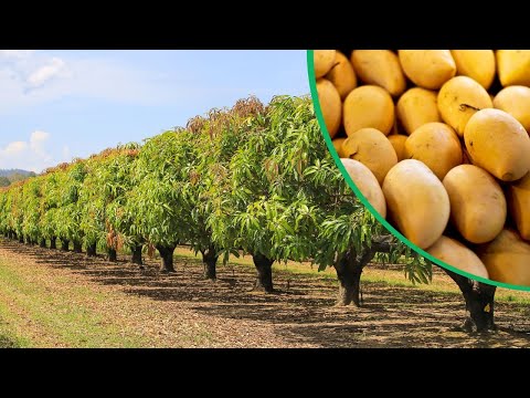 Beautiful Mango Farming In Australia || Best Mango Farm in The World