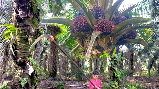 Download lagu Here's How to Harvest High Palm Oil to Make It Easier mp3