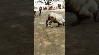 Download lagu Sapi Ngamuk mp3 Download lagu Sapi Ngamuk mp3