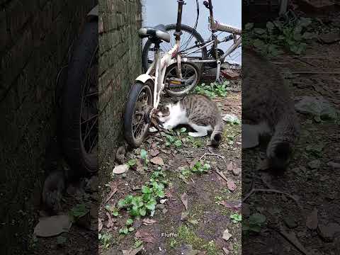 Cats Are Hunting Animals? 🐈