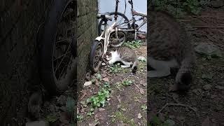 Cats Are Hunting Animals? 🐈