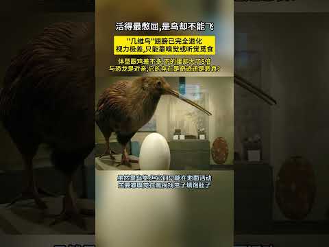 翅膀已退化，是鸟却不能飞！&ldquo;几维鸟&rdquo;活的到底有多憋屈