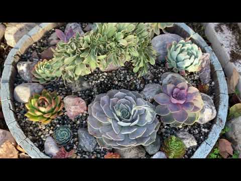 Sen mới trồng 01-2022