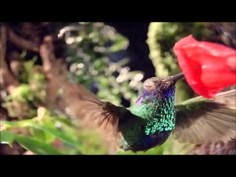 hfz. Abdurrahman Kujevic - Prizor Sudnjeg Dana (HD)