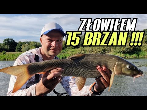 429 I'M FISHING 15 BARBEMS | FISH WANT TO EAT | AND ON THE BOAT @ZanetyGrabowski - ODRA