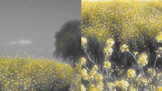 Yusuke Tsutsumi - Fallow Land