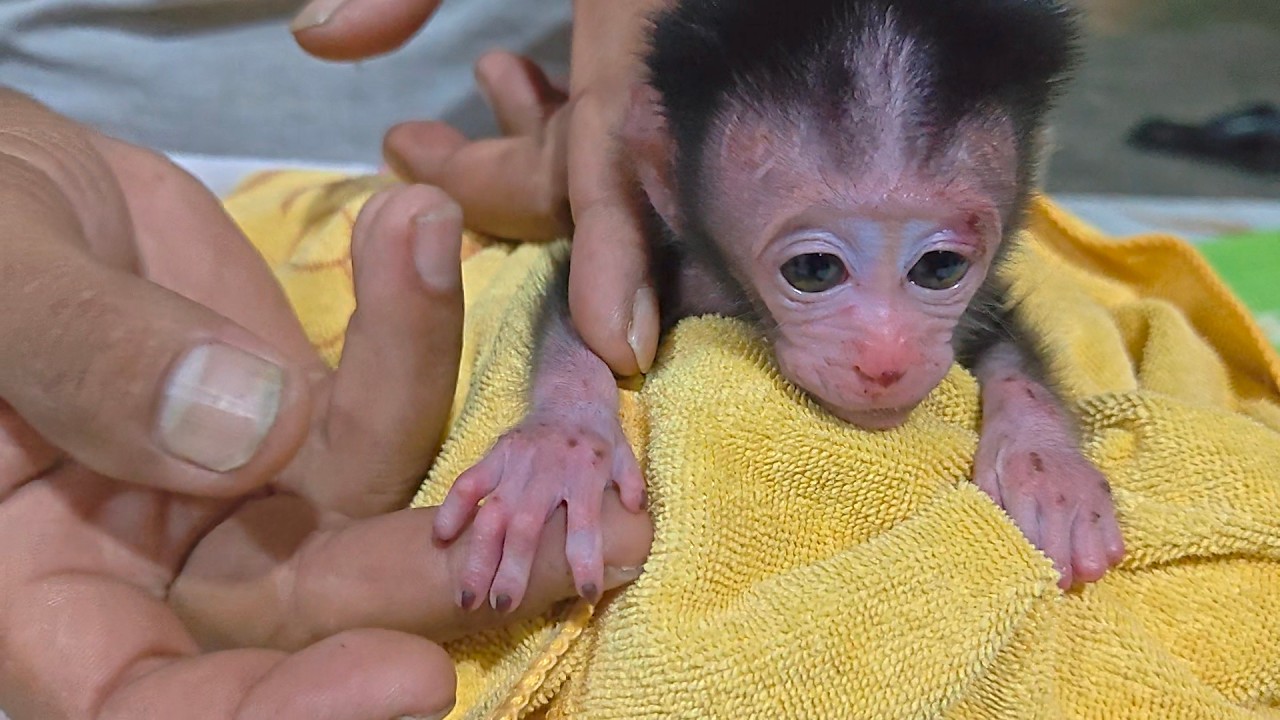 It's so pitiful to see this poor newborn baby monkey, both of its hands are injured, it really hurts