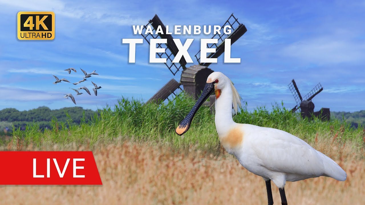 Live webcam view of Reserva natural Waal en Burg en Texel
