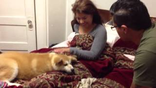 Japanese Akita Mothers Day Gift