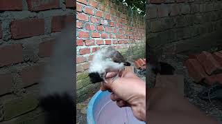 Download lagu SUARA ANAKAN BURUNG KUTILANG JANTAN YANG MASIH KELAPARAN mp3