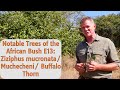 Notable Trees Of The African Bush E13 Ziziphus Mucronata Muchecheni Buffalo Thorn