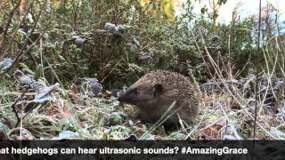 #AmazingGrace  Hedgehog Challenge Fact 82