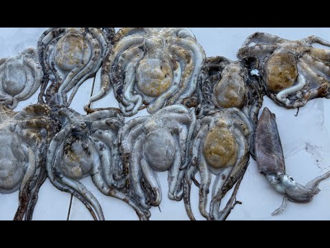 Diving for tako in the shallows