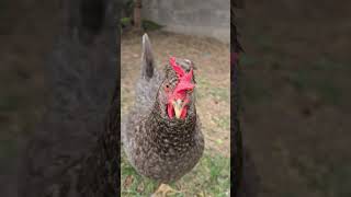 Our Backyard Chickens And Hatching Eggs Update! #chicken #fun #news #farming #home #animals #funny 
