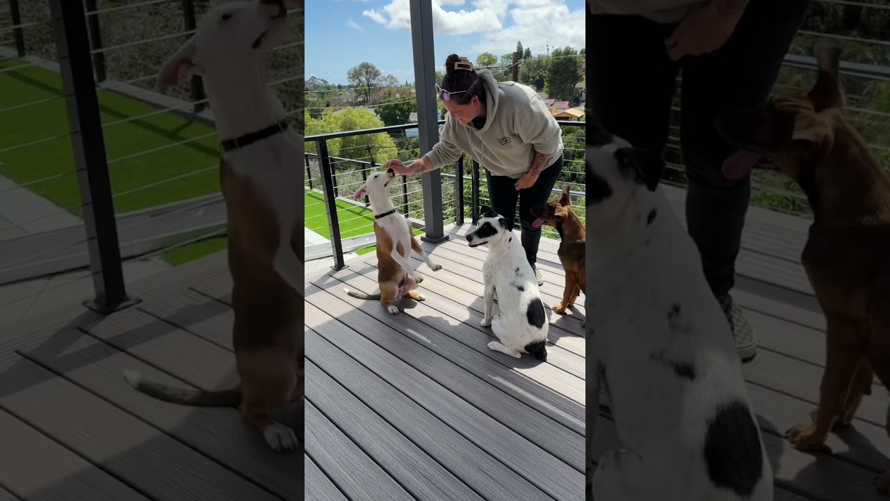 Ajax, a Adoptable mixed breed in San Diego, CA video 6/6