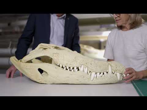 Croc! Lost Giants to Living Legends
