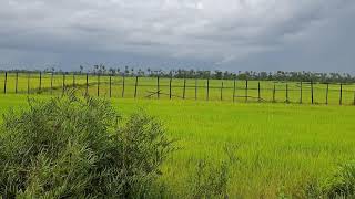 វាលស្រែតំបន់ឆ្នុកទ្រូតាមផ្លូវទៅកាន់ទន្លេសាប