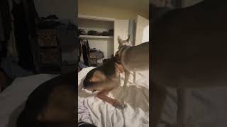 Video preview image #1 Siberian Husky-Unknown Mix Puppy For Sale in Holly Springs, NC, USA