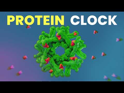 How do Bacteria Know the Time? ｜KaiC & Circadian Clock Proteins